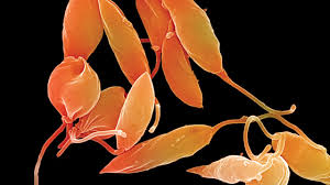 AWT IMAGE